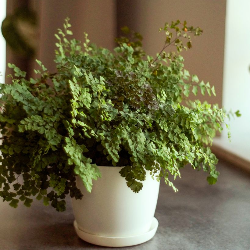 Adiantum Fritz Lüthi - Capillaire (Plant habit)