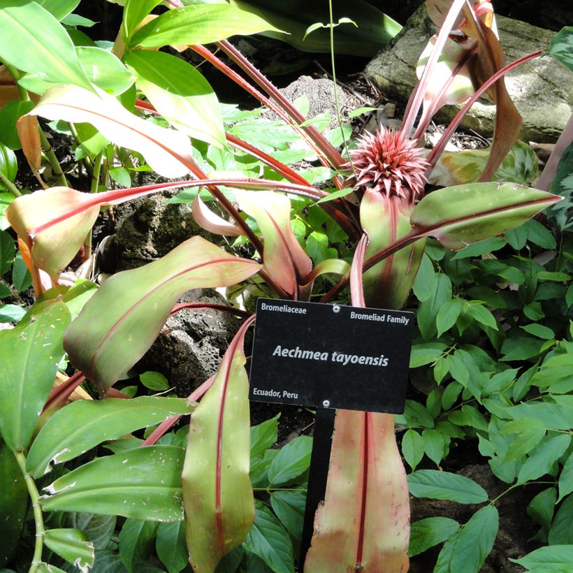 Aechmea tayoensis (Plant habit)
