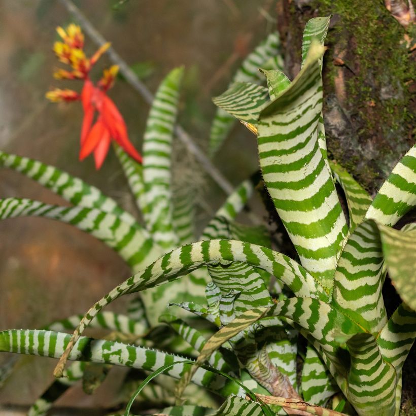 Aechmea Rebecca (Foliage)