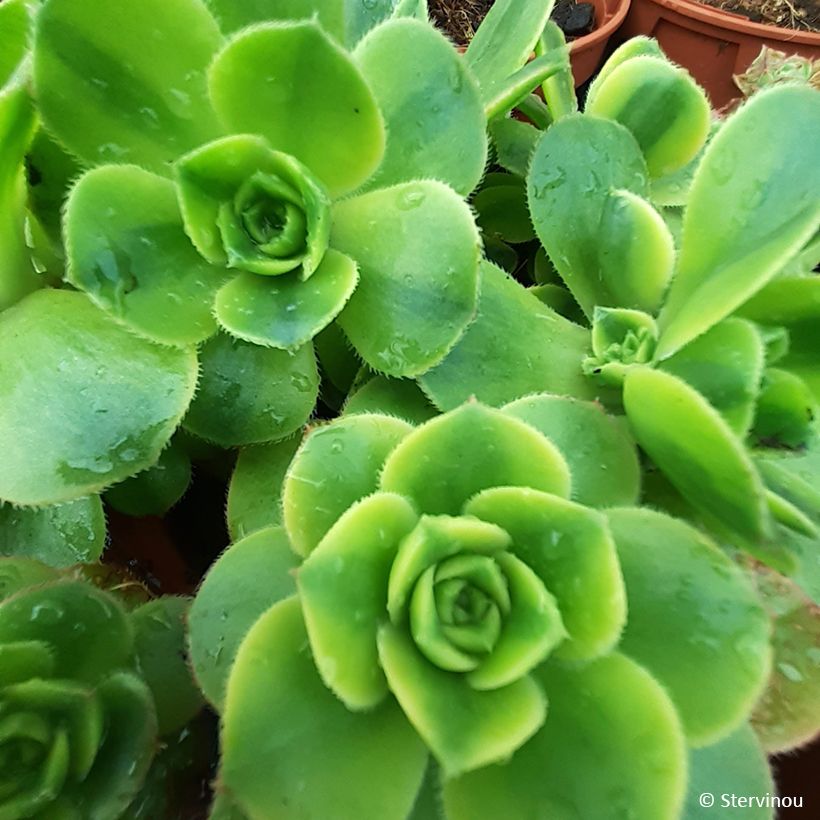 Aeonium Floresens (Feuillage)