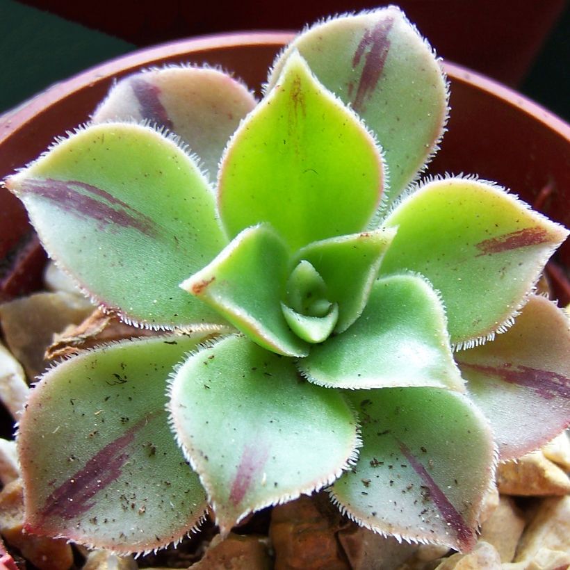 Aeonium leucoblepharum Yemen (Feuillage)