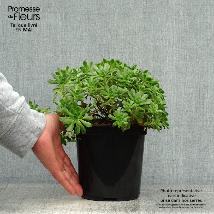 Spécimen de Aeonium occidentale Pot de 3L/4L tel que livré au printemps