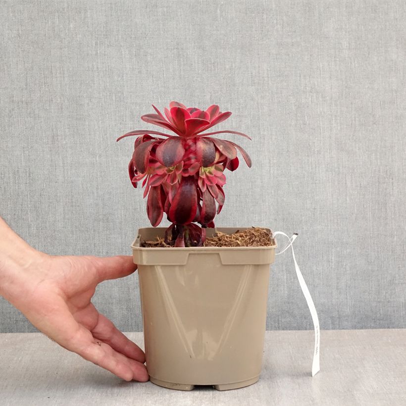 Spécimen de Aeonium arboreum Medusa - Aeonium en arbre Pot de 3L/4L tel que livré au printemps