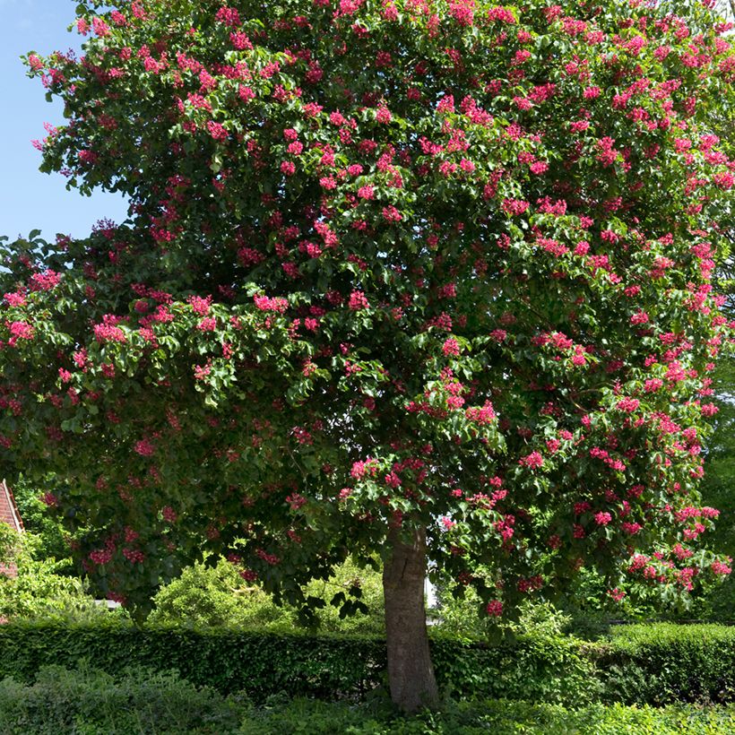Aesculus carnea Briotii - Marronnier à fleurs rouges (Port)