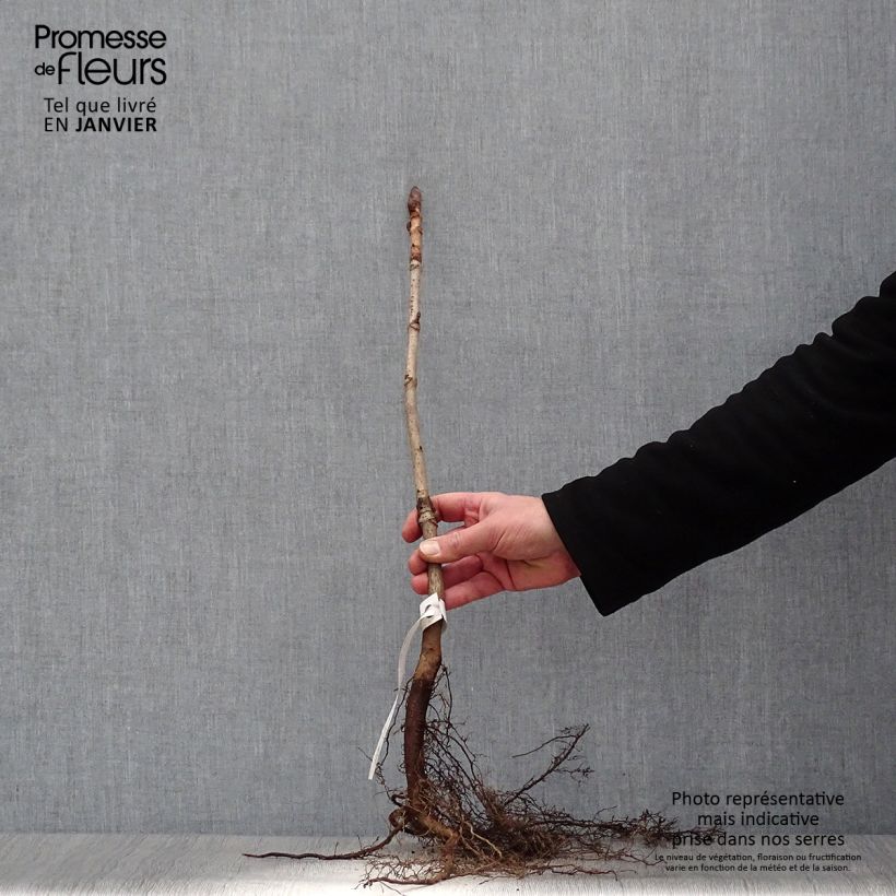 Spécimen de Aesculus hippocastanum - Marronnier commun Racines nues tel que livré en hiver