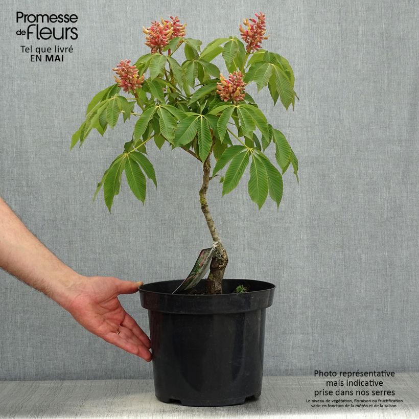 Spécimen de Aesculus pavia Koehnei - Marronnier d'ornement Pot de 7,5L/10L tel que livré au printemps