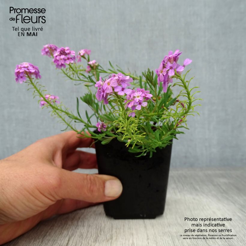 Example of Aethionema Warley Ruber Godet de 8/9 cm as you get in printemps