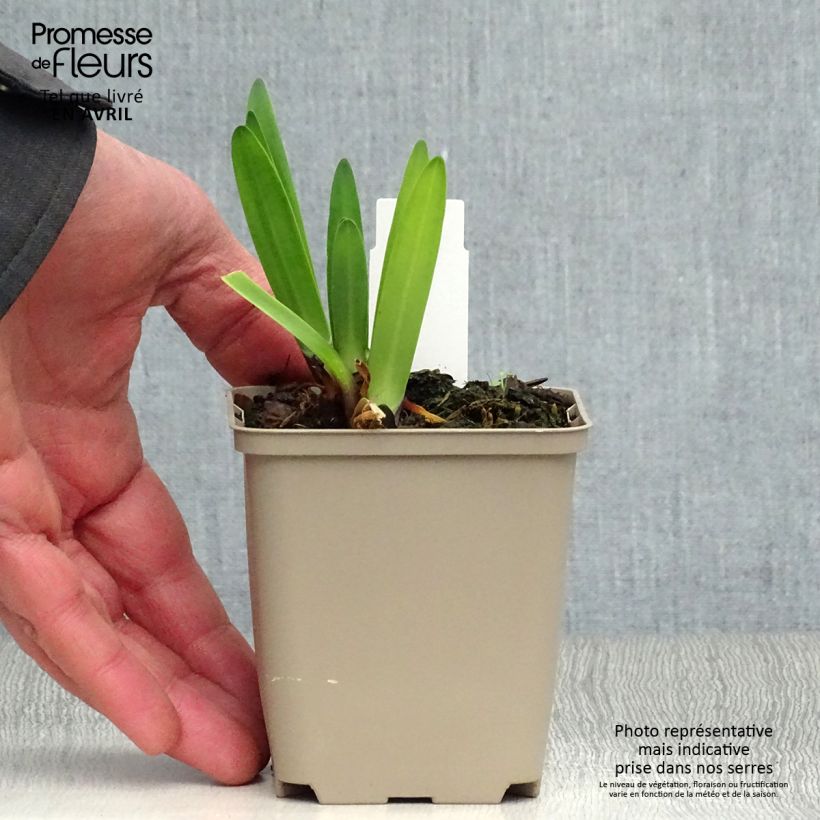 Spécimen de Agapanthe Back in Black Godet de 8/9 cm tel que livré au printemps