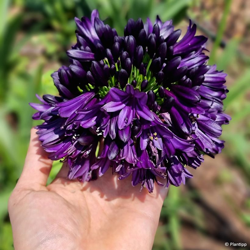 Agapanthe Black Jack (Floraison)