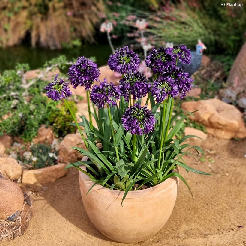 Agapanthe Black Jack (Port)