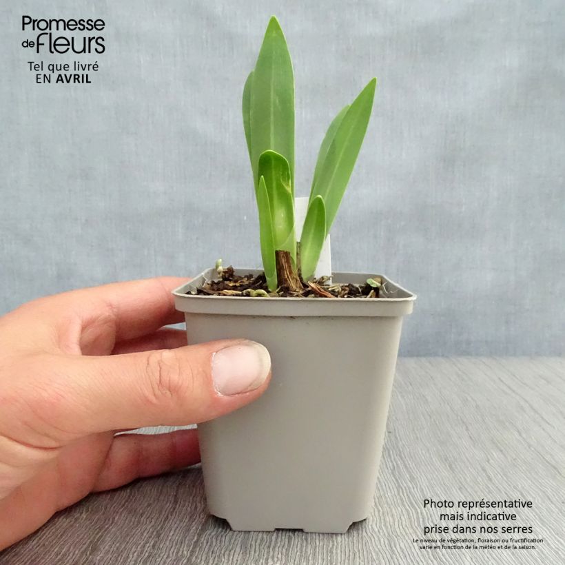 Spécimen de Agapanthe Black Magic Godet de 8/9 cm tel que livré au printemps