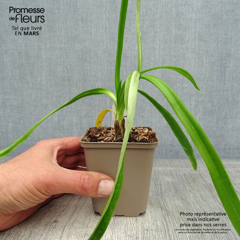 Spécimen de Agapanthe Blue Heaven Godet de 8/9 cm tel que livré au printemps