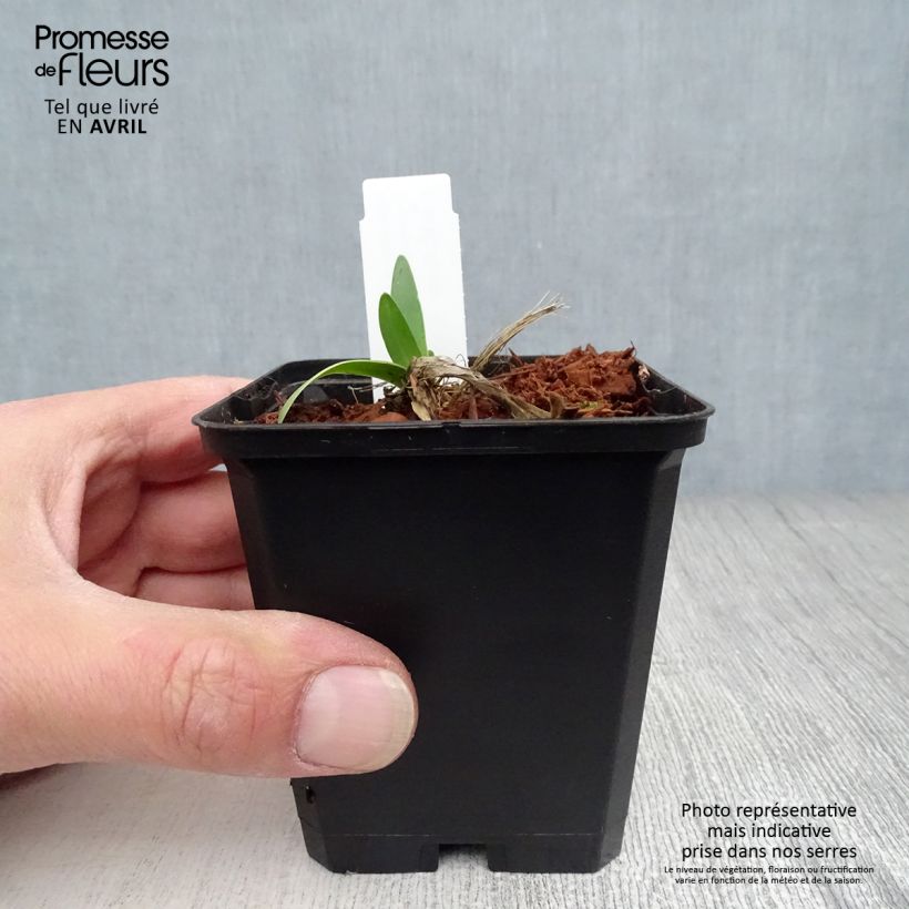 Spécimen de Agapanthe Blue Triumphator Godet de 8/9 cm tel que livré au printemps