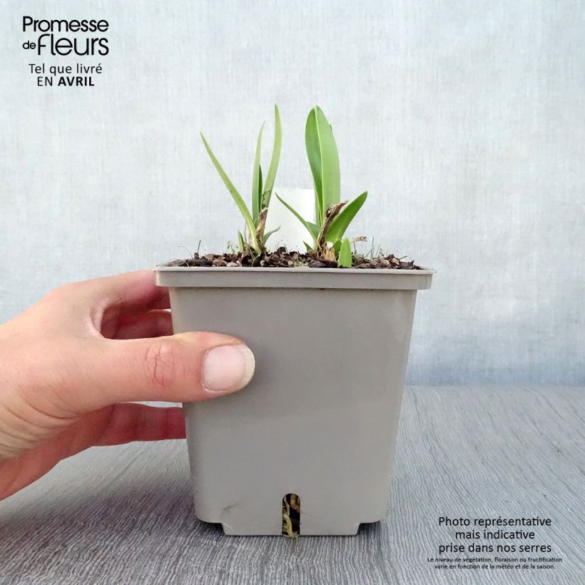 Spécimen de Agapanthe Celebration - Agapanthus Pot de 1L/1,5L tel que livré au printemps