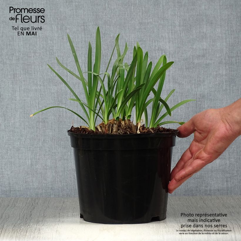 Spécimen de Agapanthe Docteur Brouwer Pot de 4L/5L tel que livré au printemps