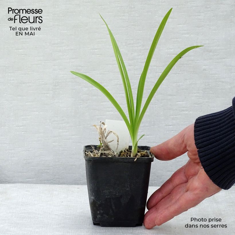 Spécimen de Agapanthe Docteur Brouwer Godet de 8/9 cm tel que livré au printemps