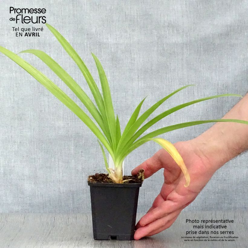 Spécimen de Agapanthe Enigma Godet de 8/9 cm tel que livré au printemps