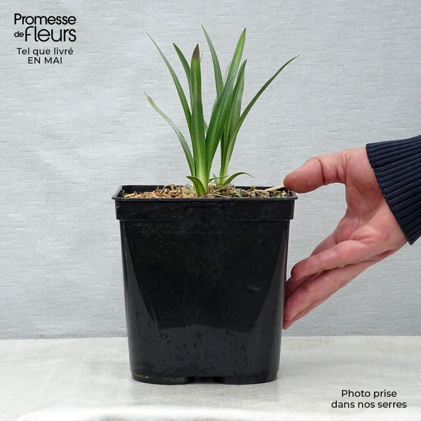 Spécimen de Agapanthe Flower of Love Pot de 3L/4L tel que livré au printemps