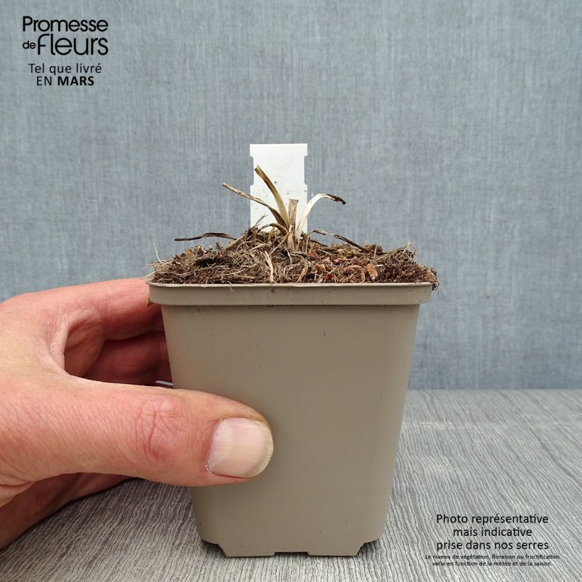 Spécimen de Agapanthe Flower of Love Godet de 8/9 cm tel que livré au printemps