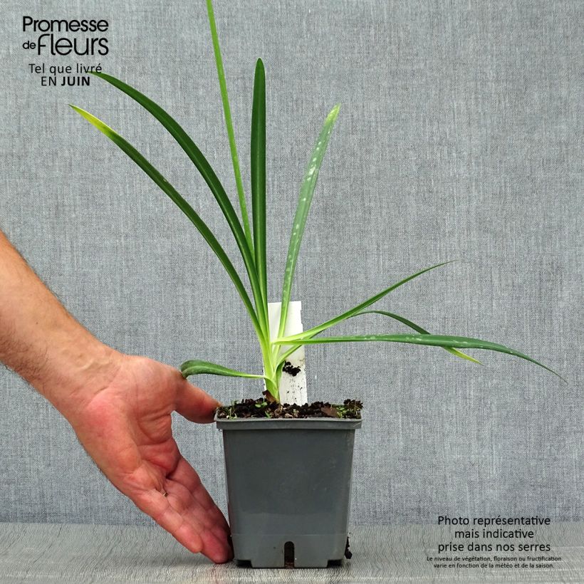Spécimen de Agapanthe Flower of Love Pot de 1L/1,5L tel que livré en été