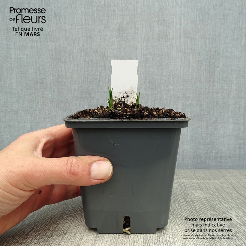 Spécimen de Agapanthe Flower of Love Pot de 1L/1,5L tel que livré au printemps