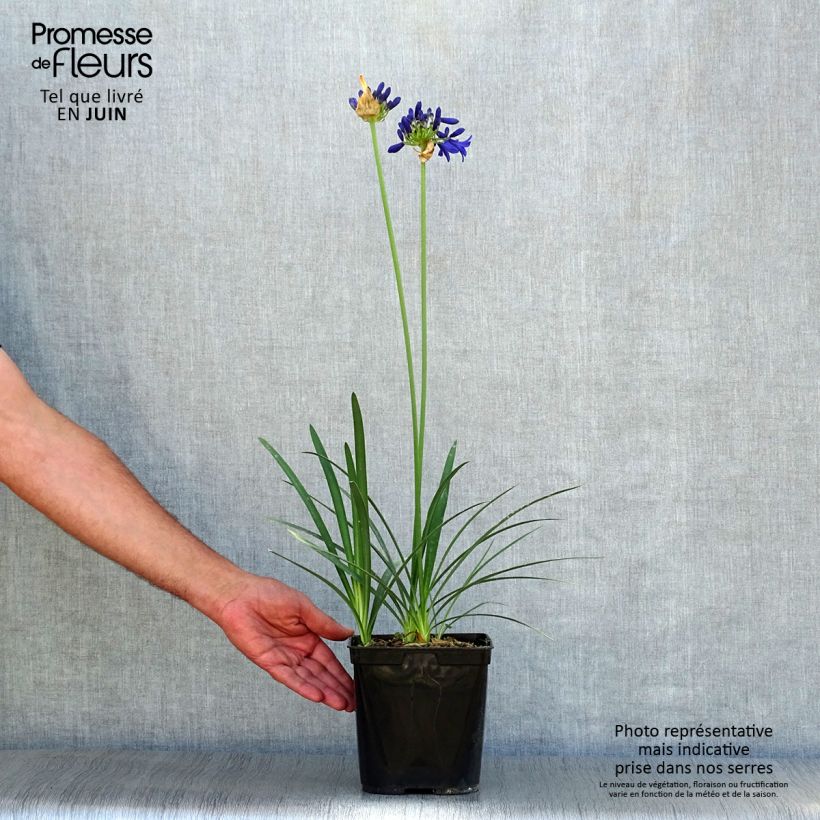Spécimen de Agapanthe Flower of Love Pot de 3L/4L tel que livré en été