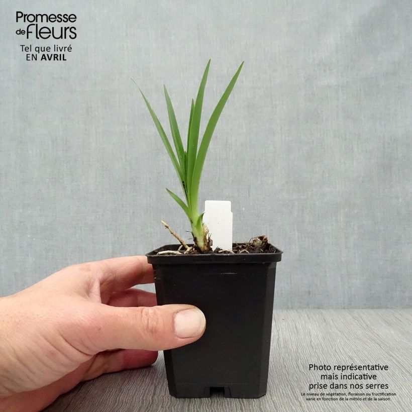 Example of Agapanthe Headbourne Blue Godet de 8/9 cm as you get in printemps