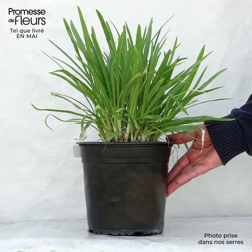 Spécimen de Agapanthe Lapis Lazuli Pot de 2L/3L tel que livré au printemps