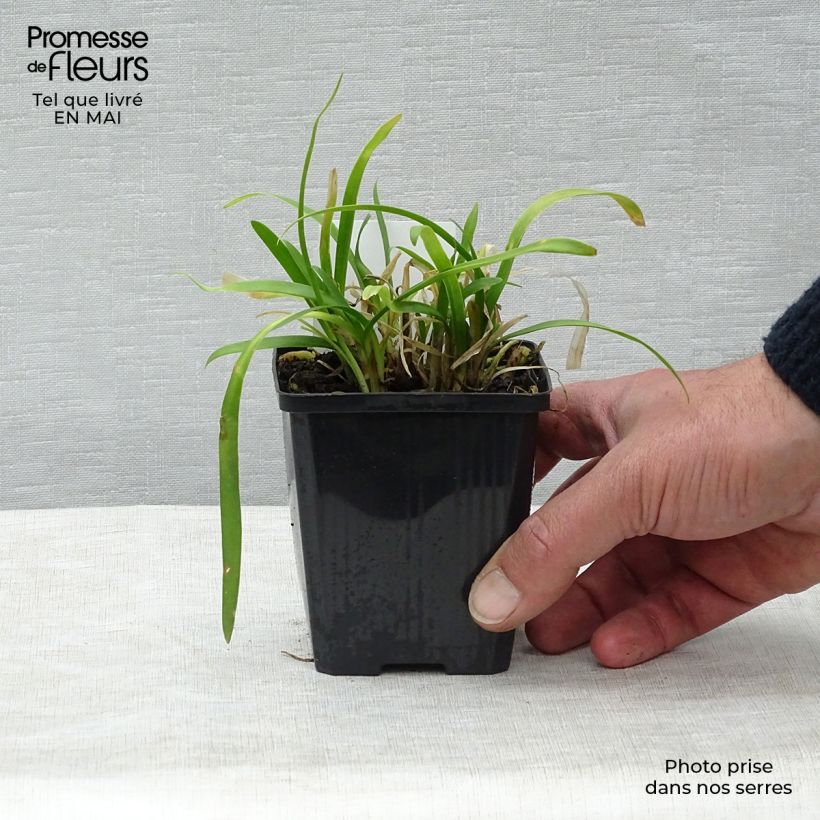 Example of Agapanthe Peter Pan Godet de 8/9 cm as you get in printemps