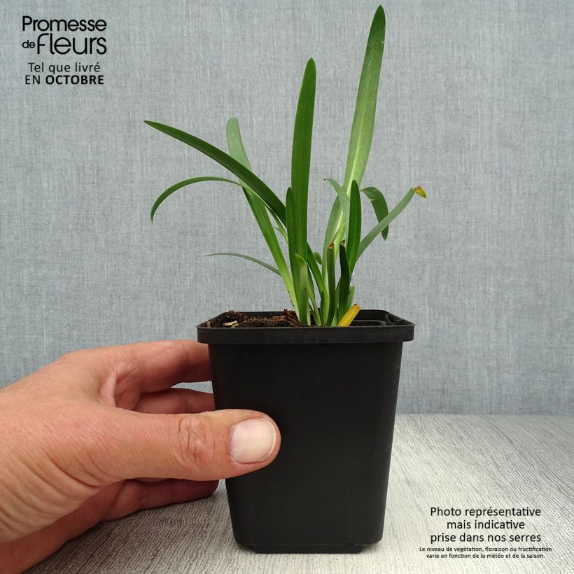 Spécimen de Agapanthe Pretty Sandy Godet de 8/9 cm tel que livré en automne