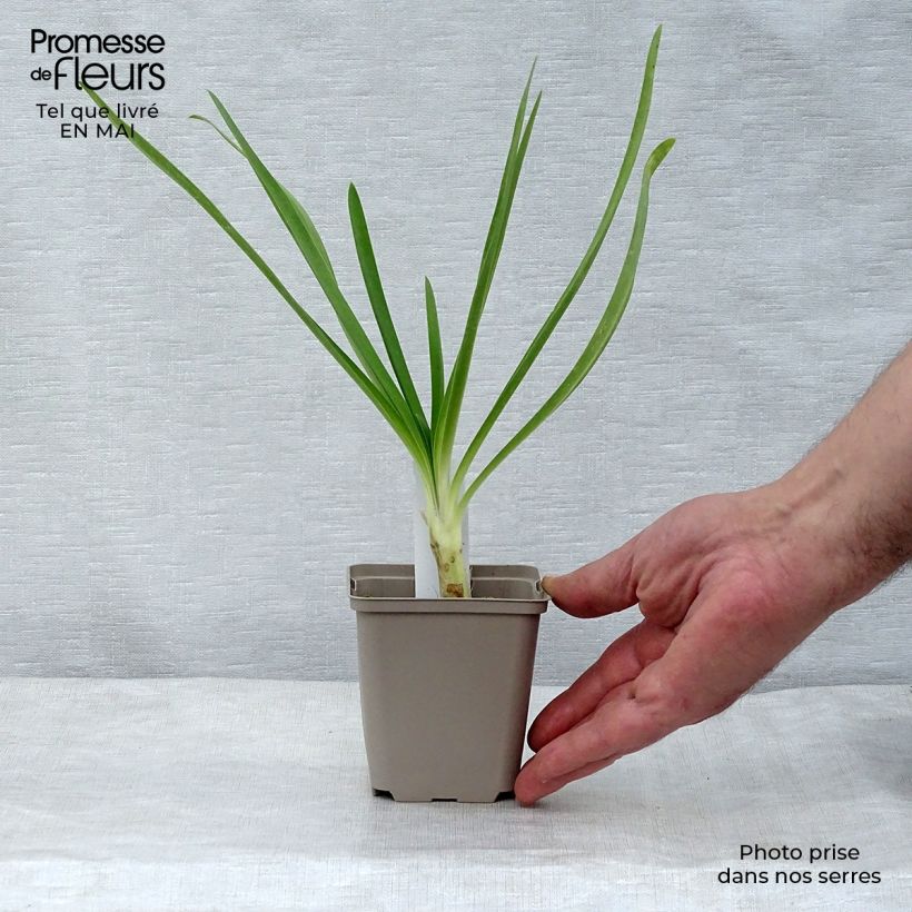 Spécimen de Agapanthe Queen Mum Godet de 8/9 cm tel que livré au printemps