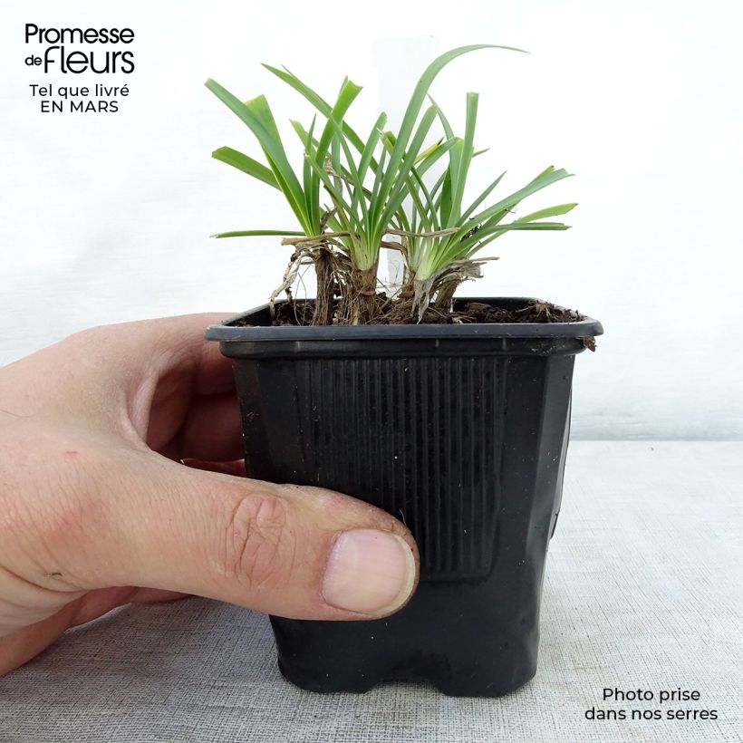 Example of Agapanthe Rosewarne Godet de 8/9 cm as you get in printemps