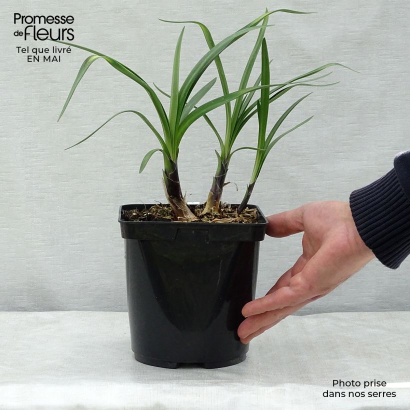 Spécimen de Agapanthe Royal Velvet Pot de 2L/3L tel que livré au printemps