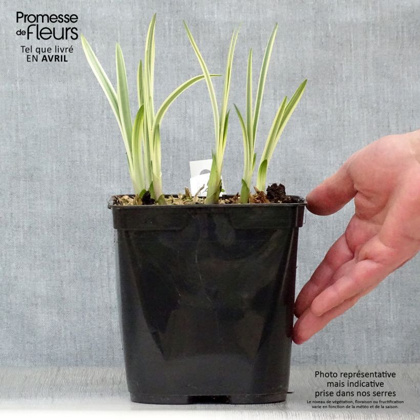 Spécimen de Agapanthe Silver Moon Pot de 1L/1,5L tel que livré au printemps