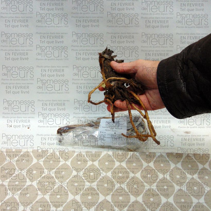 Exemple de spécimen de Agapanthe Sunfield Souche 1/2 yeux tel que livré