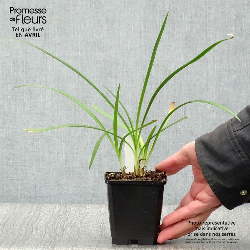 Spécimen de Agapanthe Twister Godet de 8/9 cm tel que livré au printemps