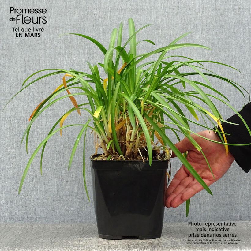 Spécimen de Agapanthe Vallée de la Romanche Pot de 2L/3L tel que livré au printemps