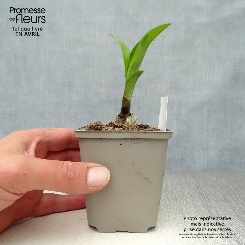 Spécimen de Agapanthe Windsor Grey Godet de 8/9 cm tel que livré au printemps