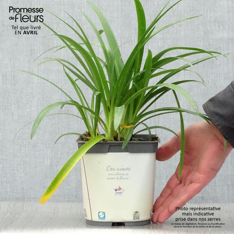 Spécimen de Agapanthe africanus (umbellatus) Albus Pot de 2L/3L tel que livré au printemps