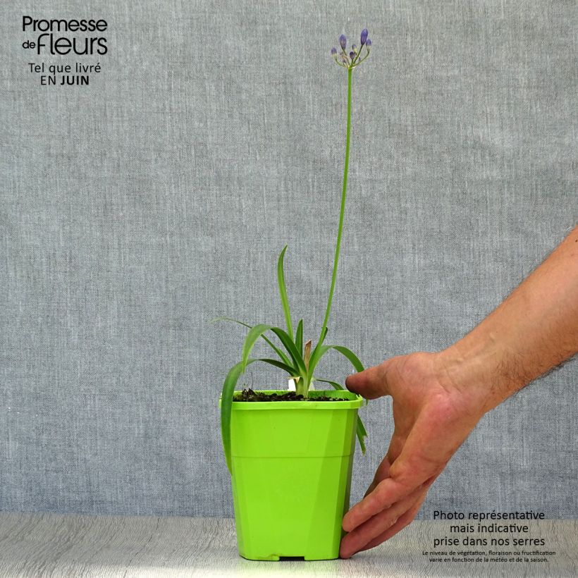 Spécimen de Agapanthe hybride Ever Sapphire Pot de 1,5L/2L tel que livré en été