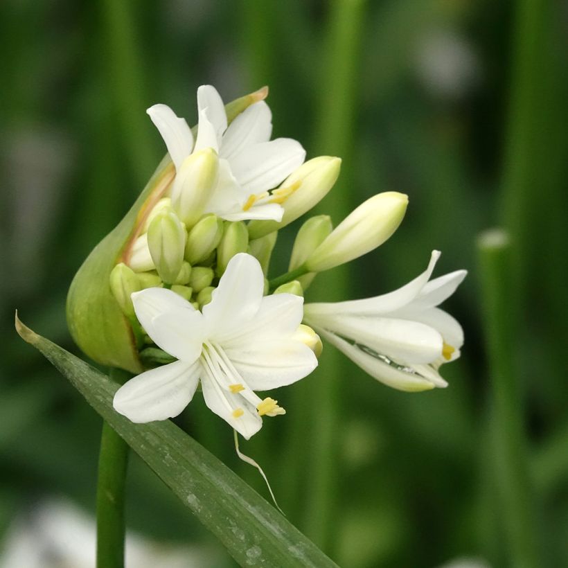 Agapanthe hybride Ever White (Floraison)