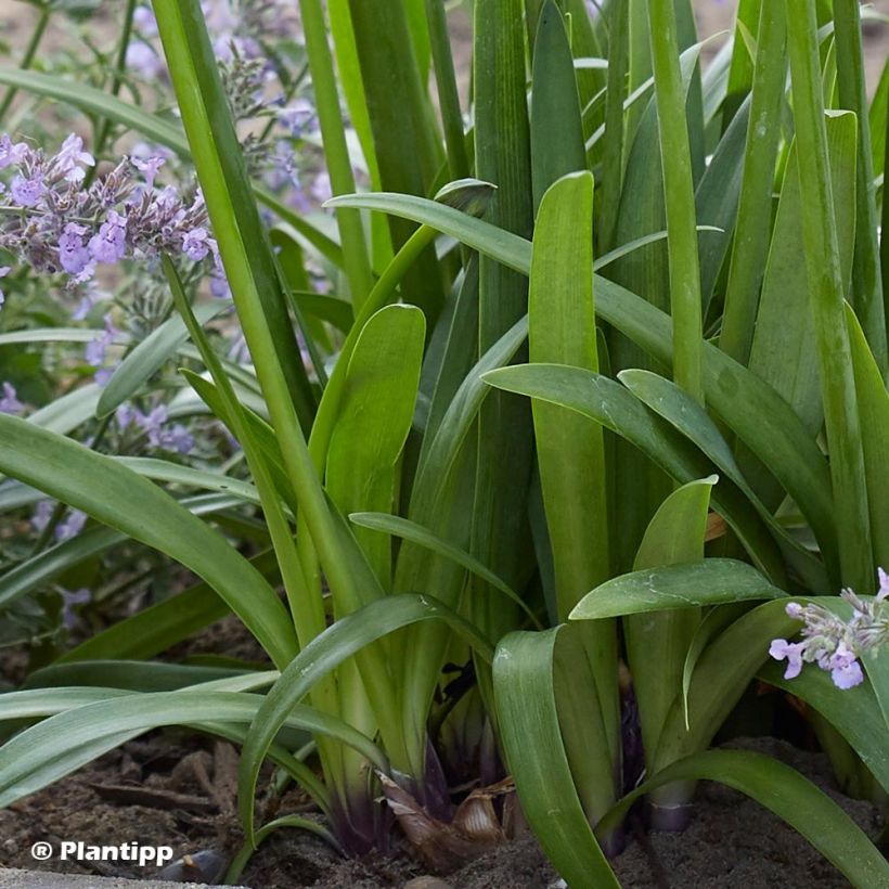 Agapanthe hybride Poppin' Purple (Foliage)