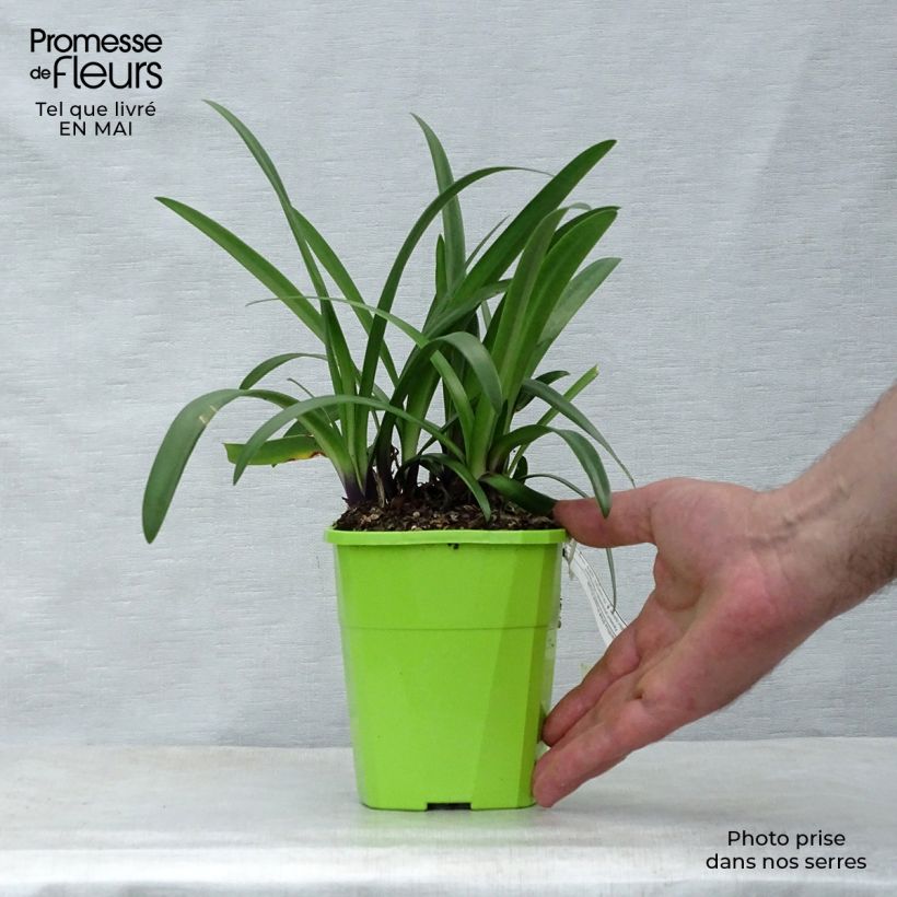 Example of Agapanthe hybride Poppin' Purple Pot de 1,5L/2L as you get in printemps