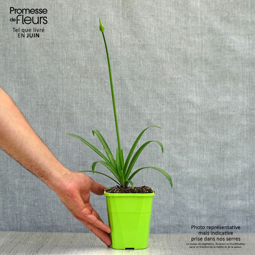 Spécimen de Agapanthe hybride Star Poppin’ Star (AMDB002) Pot de 3L/4L tel que livré en été