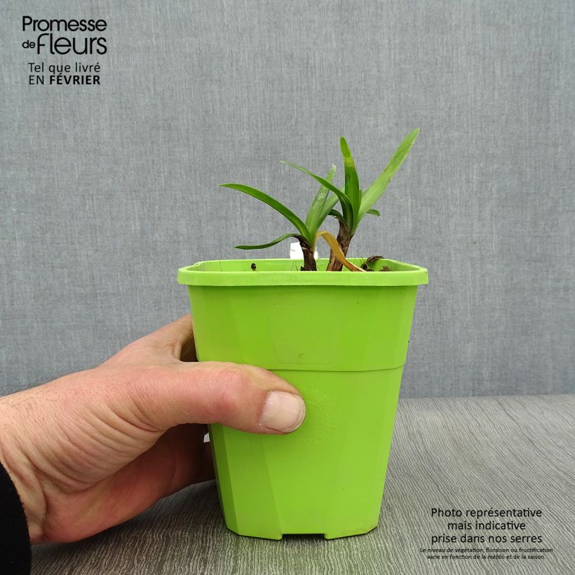 Spécimen de Agapanthe hybride Star Poppin’ Star (AMDB002) Pot de 3L/4L tel que livré en hiver