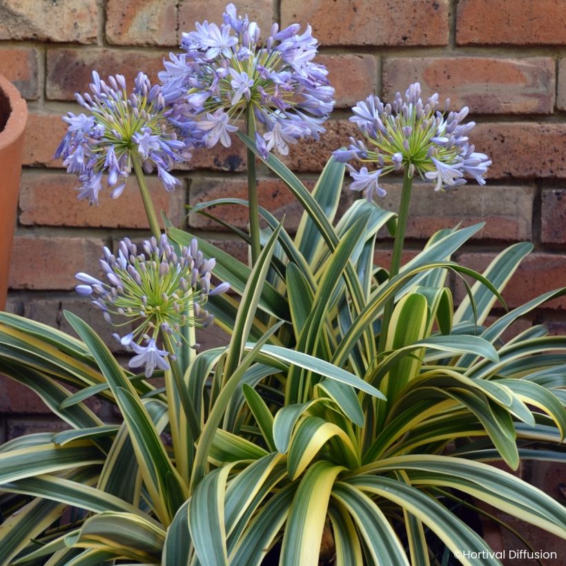 Agapanthe praecox Zambezi (Floraison)