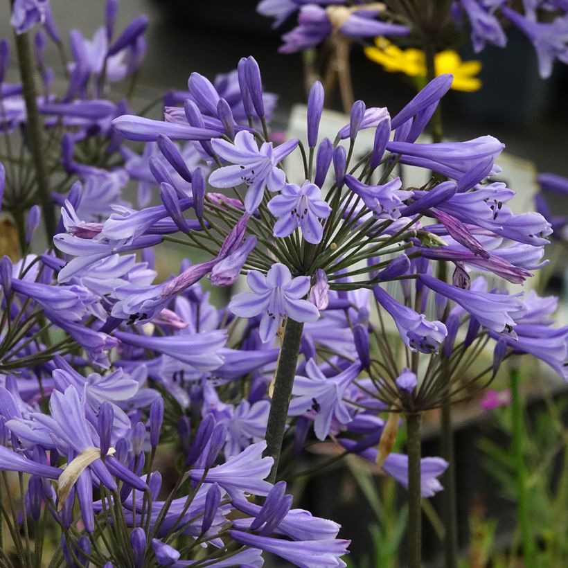 Agapanthe Blue Triumphator (Floraison)