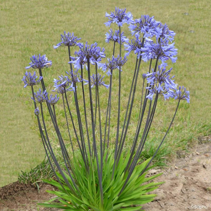 Agapanthe Graphite Blue (Port)