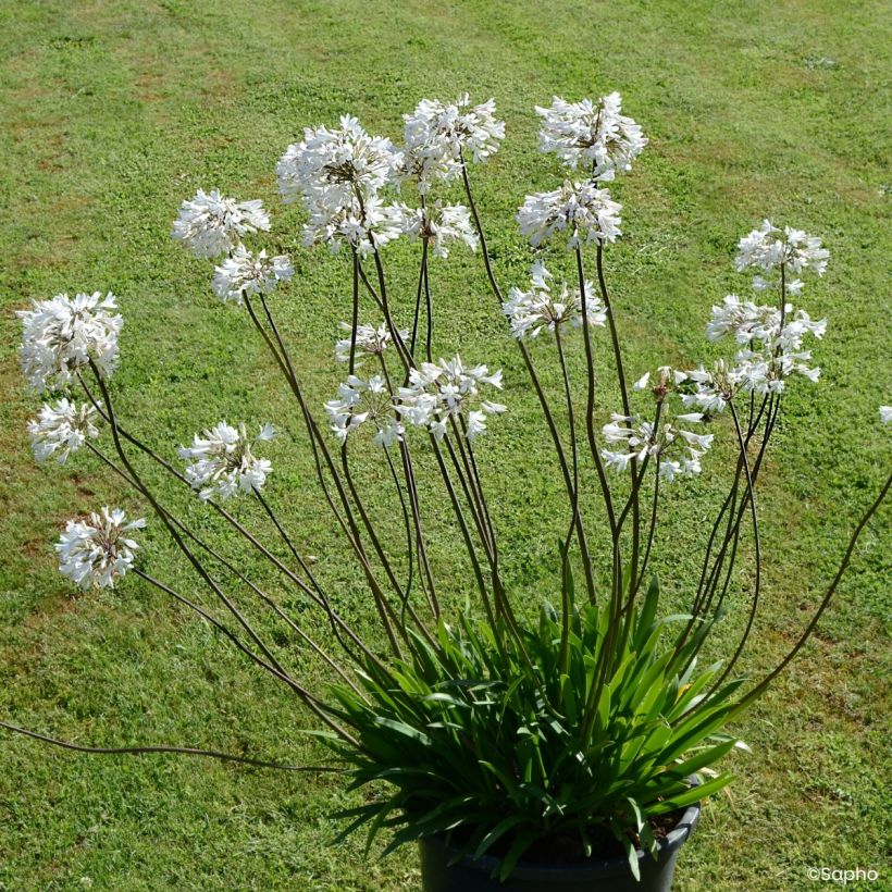 Agapanthe Graphite White (Port)