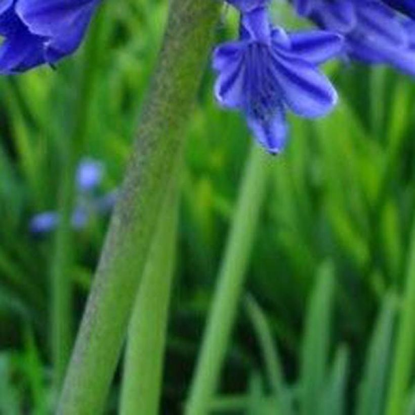 Agapanthe Midnight Blue (Feuillage)